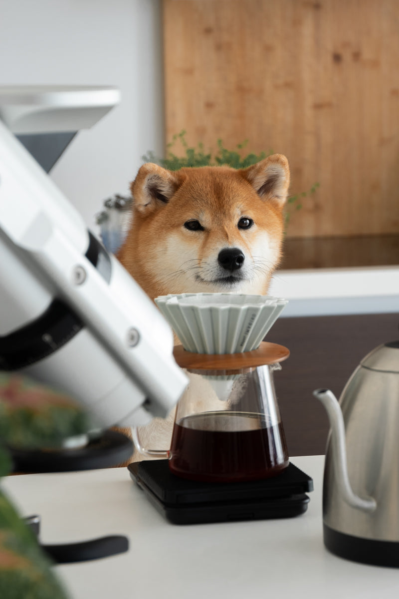 Kaya Sniffing Officer Curious Buds