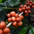 Manhattan Coffee Roasters - *COMPETITION* Orange Striped Wush Wush - Manhattan Coffee Roasters - Colombia - Filter - 250g - Curious Buds - Curious Buds